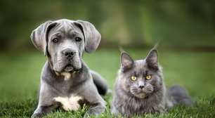 7 raças de gato ideais para quem tem cachorro