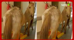 Cavalos são flagrados dentro de hospital na região serrana do Rio de Janeiro