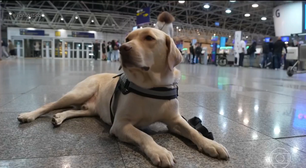 Impedido de viajar com menina autista, cão de suporte embarca para Portugal