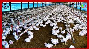 China veta importação de toda carne de frango e derivados do Brasil após caso de gripe aviária