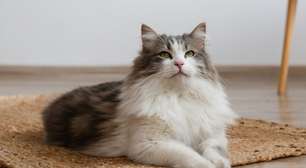 4 características do gato da raça siberiano