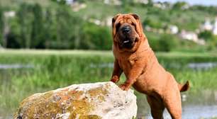 7 raças de cachorro mais independentes