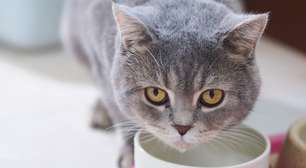 6 cuidados para adotar quando o gato vomita