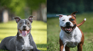 9 diferenças entre as raças pitbull e american staffordshire terrier