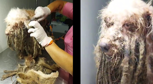Ex-tutores de cachorro resgatado com 3 quilos de pelos terão que pagar R$ 20 mil à instituição
