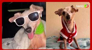 Vira-lata Pingo, conhecido na internet como 'cachorro fóssil', morre aos 21 anos