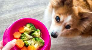 5 sinais de que é hora de mudar a alimentação do animal