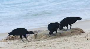 Baleia morta aparece encalhada em praia da Barra da Tijuca, no Rio