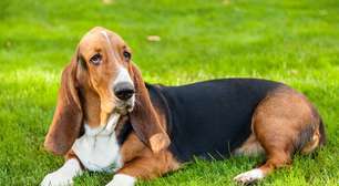 12 cachorros da orelha grande para se apaixonar descubra qual combina mais com você