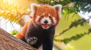 8 curiosidades incríveis sobre os pandas-vermelhos