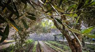 Parque Arqueológico de Pompeia reabre 'Casa do Perfumista'