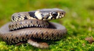 5 cheiros que vão afastar as cobras do seu quintal