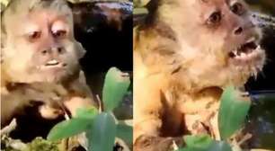 Pra quem não viu: macaco agoniza enrolado por sucuri e é salvo por turistas