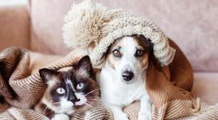 8 impactos do frio na saúde de cães e gatos