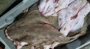 Esquema criminoso de pescado ilegal é descoberto em Guaíba