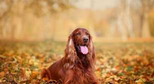 4 características do cachorro da raça setter irlandês