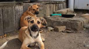 Polícia Civil investiga mortes suspeitas de cães em Osório