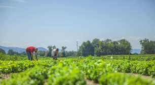 Excedentes da agricultura viram renda com apoio industrial