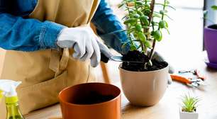 As piores combinações de plantas no jardim, segundo especialistas