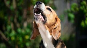 Estresse em cães: saiba como identificar o problema