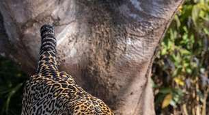 Biólogo faz registro raro de onça-pintada atacando jacaré: 'Foi uma loucura'