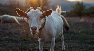 8 curiosidades interessantes sobre as cabras