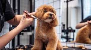 Profissão grooming está muito além de banho e tosa de pet