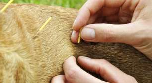 Acupuntura para cachorro e gato: bem-estar e alívio da dor