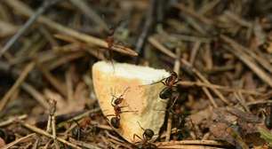 Quatro formas de acabar com os formigueiros da sua casa ou jardim de forma rápida, simples e sem inseticidas