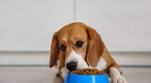 Veja como trocar a comida do animal de forma segura
