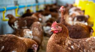 Exportações de frango recuam após gripe aviária, mas BB projeta retomada
