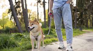 Tutores de cães que não limparem fezes das ruas podem ser multados em até R$ 190 mil na Espanha