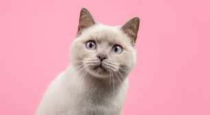 14 nomes para gatos inspirados na cultura geek