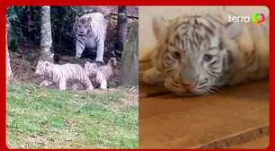 Zoológico no interior de SP anuncia o nascimento de três tigres brancos