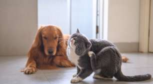 3 chás para ajudar a aliviar a coceira em cães e gatos