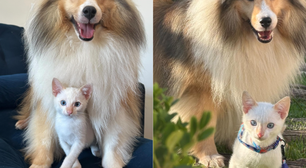 Cachorras conquistam web ao "adotarem" filhote de gato em SP: 'Estão inseparáveis'