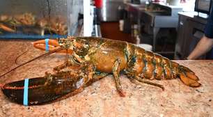 Lagosta de 110 anos é poupada por restaurante e devolvida ao oceano