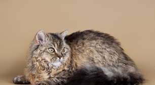 4 características do gato da raça selkirk rex