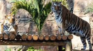 Casal de tigres-de-bengala chega ao Zoológico de SP; veja vídeo e saiba como visitar