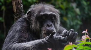 Sena, chimpanzé mais idoso do Brasil, morre aos 67 anos em zoológico de Recife