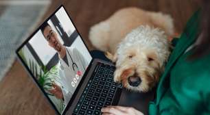 Sabia que existe telemedicina para pet? Recurso auxilia tratamentos e emergências para animais