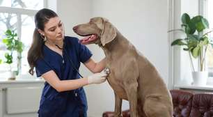 10 causas para o tremor em cachorros
