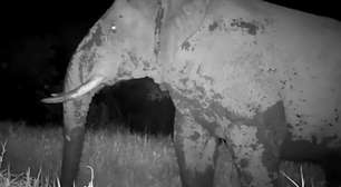 Ambientalistas fazem registro de espécie rara: o elefante-fantasma do Senegal