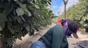 O medo dos imigrantes que se escondem de batidas de Trump na 'capital mundial do morango'