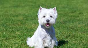 4 características do cachorro west highland white terrier