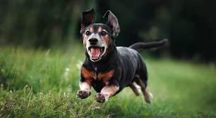 6 cuidados fundamentais com animais idosos