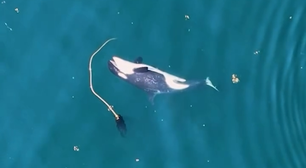 Orcas são vistas usando algas para 'se coçar'; veja