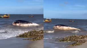 Carcaça de baleia é avistada por banhistas na Praia de Acaú, na Paraíba; veja vídeo