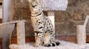7 raças de gato mais enérgicas