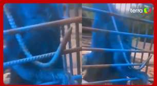 Homem pode responder por maus tratos após pintar macaco de azul em MG